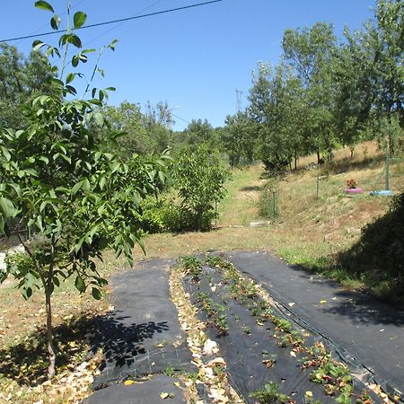 Bungalow "A Choupana" - Quinta Da Carvoica - Vale Pradinhos Vale de Pradinhos Eksteriør billede