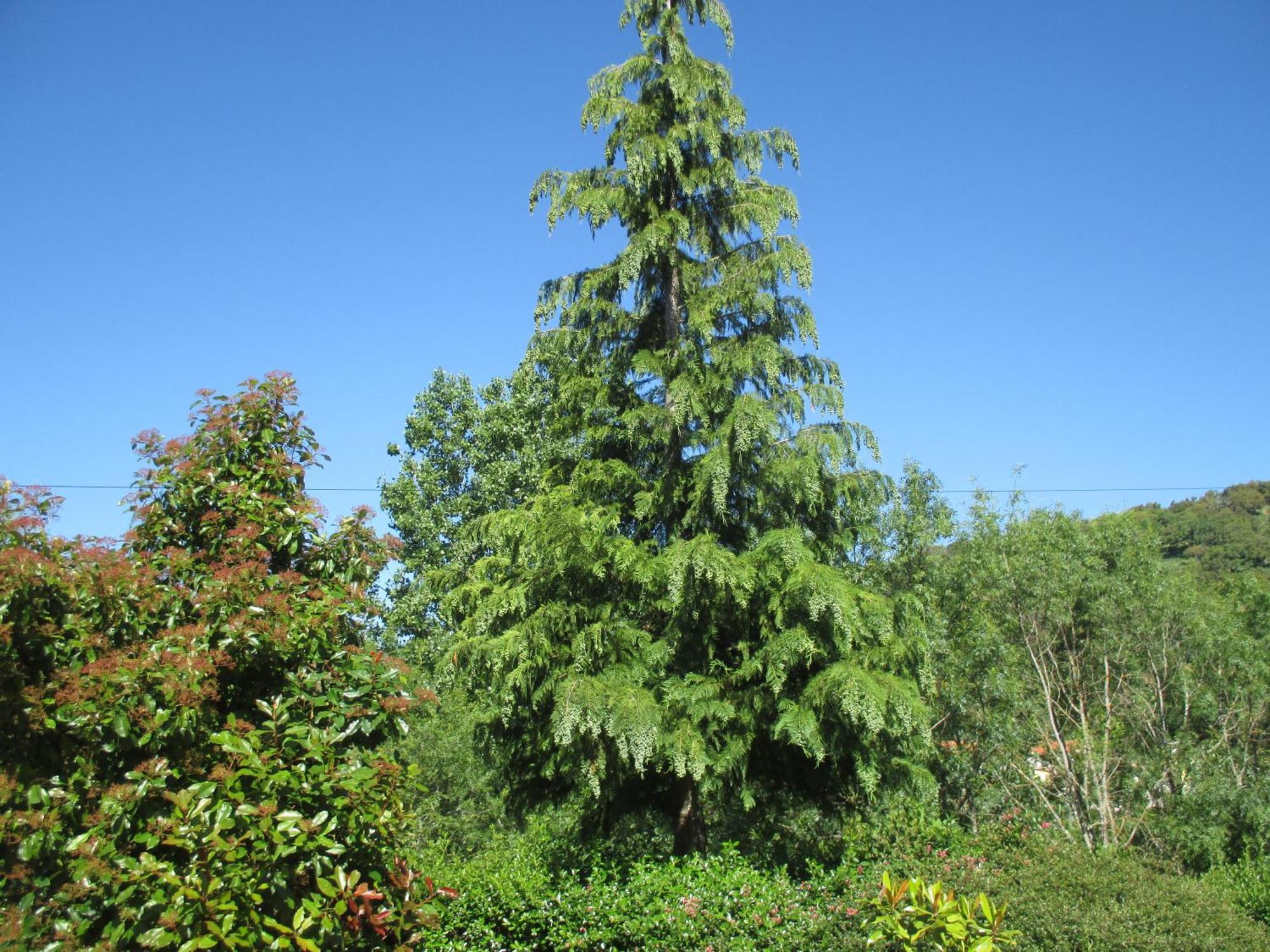 Bungalow "A Choupana" - Quinta Da Carvoica - Vale Pradinhos Vale de Pradinhos Eksteriør billede
